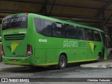 Pássaro Verde 1048 na cidade de Coimbra, Minas Gerais, Brasil, por Christian  Fortunato. Número da foto: #:id.