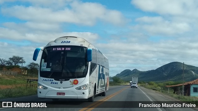 Falcão Real 23120 na cidade de Serrinha, Bahia, Brasil, por Francisco Mauricio Freire. Número da foto: #8598507.
