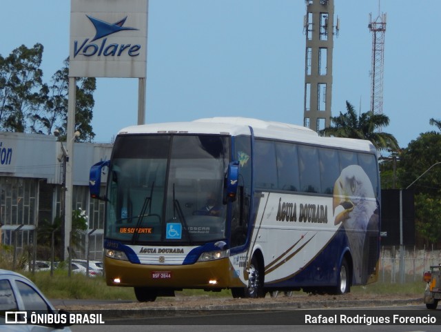 Águia Dourada 20153 na cidade de Nossa Senhora do Socorro, Sergipe, Brasil, por Rafael Rodrigues Forencio. Número da foto: #8607343.