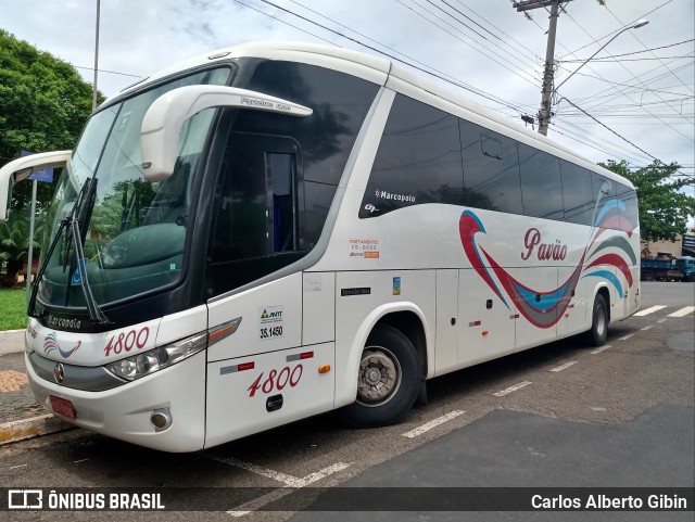 Turismo Pavão 4800 na cidade de Porto Ferreira, São Paulo, Brasil, por Carlos Alberto Gibin. Número da foto: #9380370.
