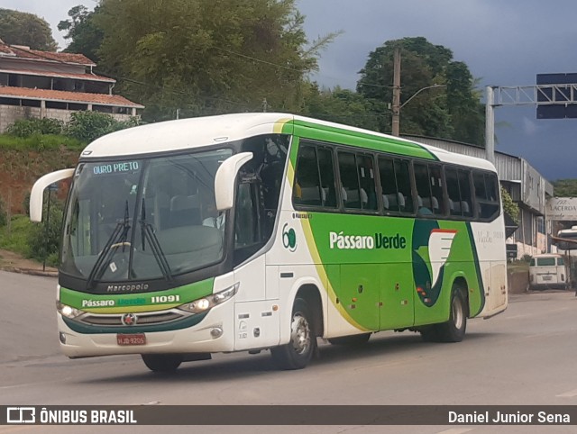 Pássaro Verde 11091 na cidade de Ouro Preto, Minas Gerais, Brasil, por Daniel Junior Sena. ID da foto: 9400102.