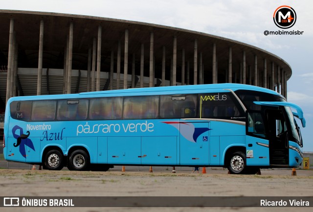 Pássaro Verde 19148 na cidade de Brasília, Distrito Federal, Brasil, por Ricardo Vieira. Número da foto: #9490737.