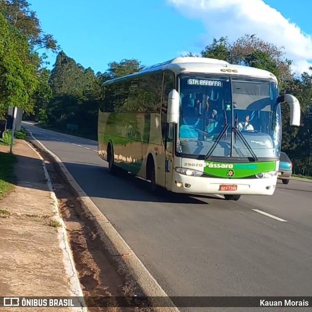 Pássaro Verde 29020 na cidade de Santa Bárbara, Minas Gerais, Brasil, por Kauan Morais. ID da foto: 9610061.