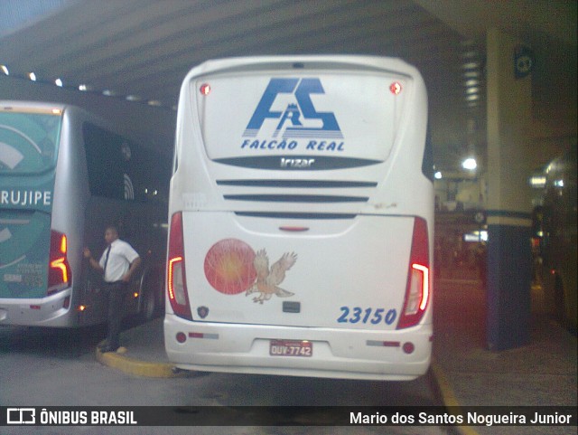 Falcão Real 23150 na cidade de Salvador, Bahia, Brasil, por Mario dos Santos Nogueira Junior. Número da foto: #8738449.