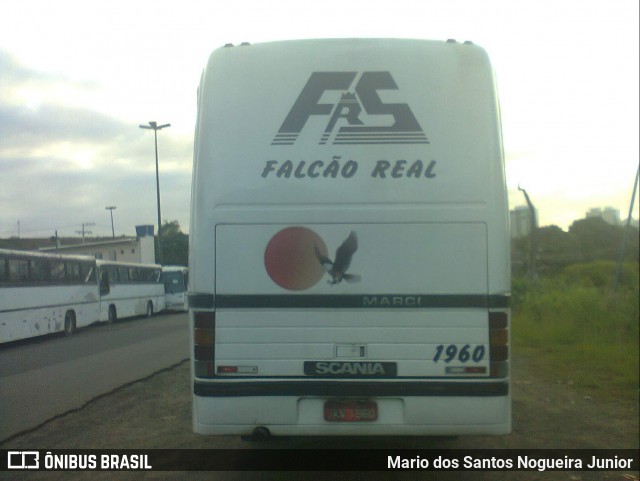 Falcão Real 1960 na cidade de Salvador, Bahia, Brasil, por Mario dos Santos Nogueira Junior. Número da foto: #8751404.