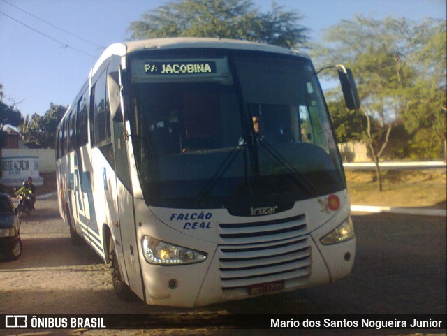 Falcão Real 1401 na cidade de Piritiba, Bahia, Brasil, por Mario dos Santos Nogueira Junior. Número da foto: #8755985.