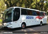 Águia 1619 na cidade de Porto Alegre, Rio Grande do Sul, Brasil, por JULIO SILVA. Número da foto: #8808202.