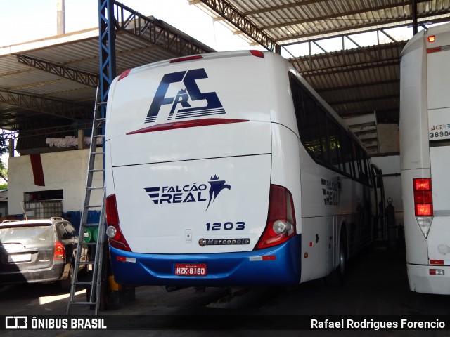 Falcão Real 1203 na cidade de Salvador, Bahia, Brasil, por Rafael Rodrigues Forencio. Número da foto: #8818891.
