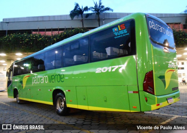 Pássaro Verde 20177 na cidade de Belo Horizonte, Minas Gerais, Brasil, por Vicente de Paulo Alves. ID da foto: 8869276.