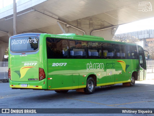 Pássaro Verde 20177 na cidade de Belo Horizonte, Minas Gerais, Brasil, por Whitiney Siqueira. ID da foto: 9122960.