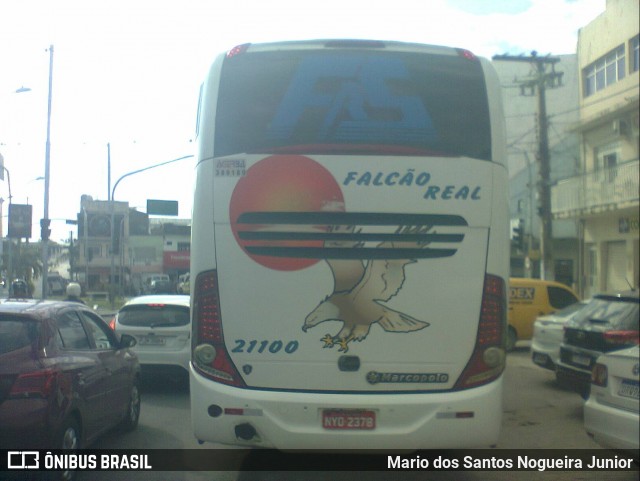 Falcão Real 21100 na cidade de Capim Grosso, Bahia, Brasil, por Mario dos Santos Nogueira Junior. Número da foto: #9217313.