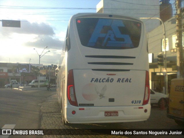 Falcão Real 4310 na cidade de Capim Grosso, Bahia, Brasil, por Mario dos Santos Nogueira Junior. ID da foto: 9224963.