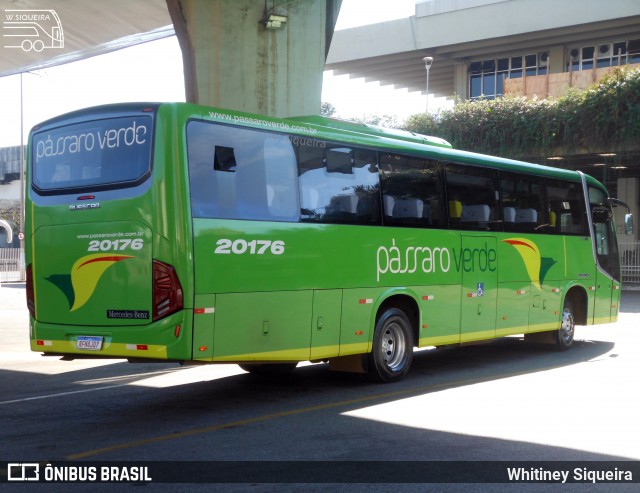 Pássaro Verde 20176 na cidade de Belo Horizonte, Minas Gerais, Brasil, por Whitiney Siqueira. ID da foto: 9155643.